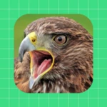 Logo of Hawk Sounds android Application 